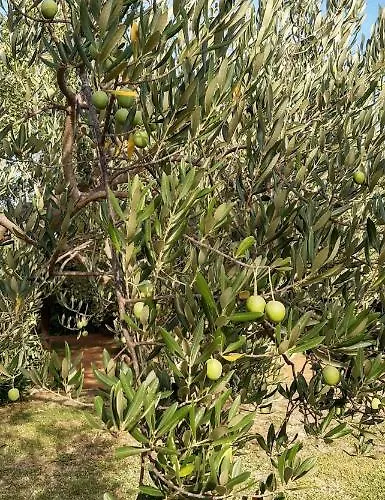 Spanja Apartamento *